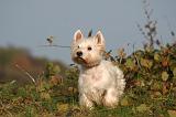 WESTIE 436
